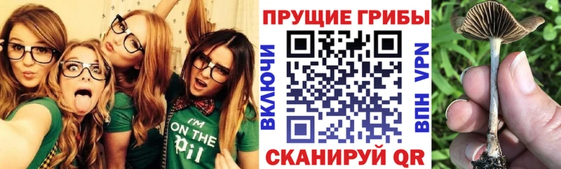дарк нет наркотические препараты  Благовещенск  Галлюциногенные грибы Psilocybe 